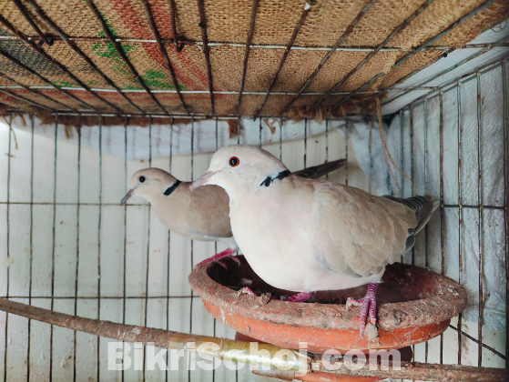 Australian dove